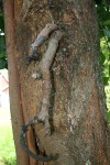Artocarpus heterophyllus