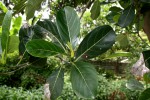 Artocarpus heterophyllus