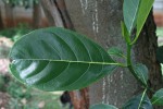 Artocarpus heterophyllus