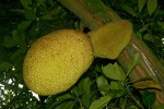 Artocarpus heterophyllus