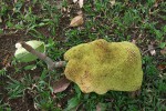 Artocarpus heterophyllus