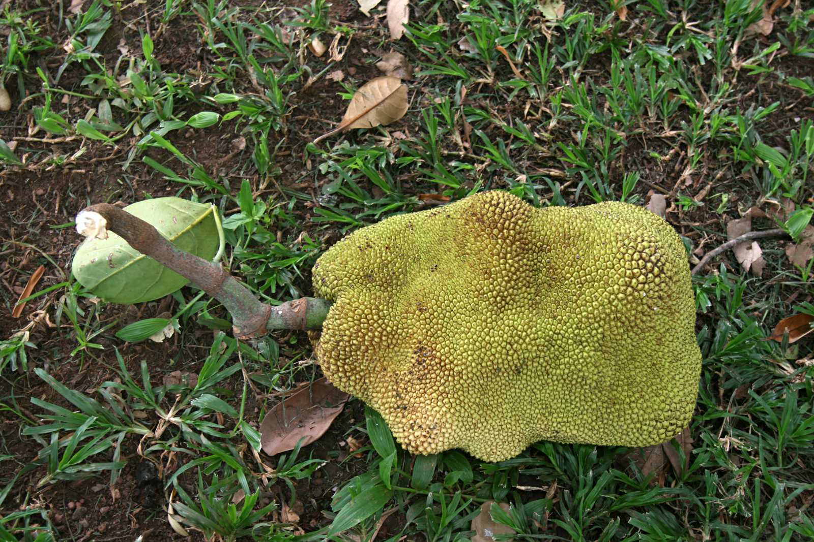 Artocarpus heterophyllus