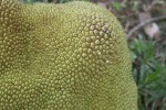 Artocarpus heterophyllus