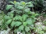 Bocconia frutescens