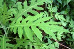 Bocconia frutescens