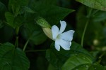 Thunbergia usambarica