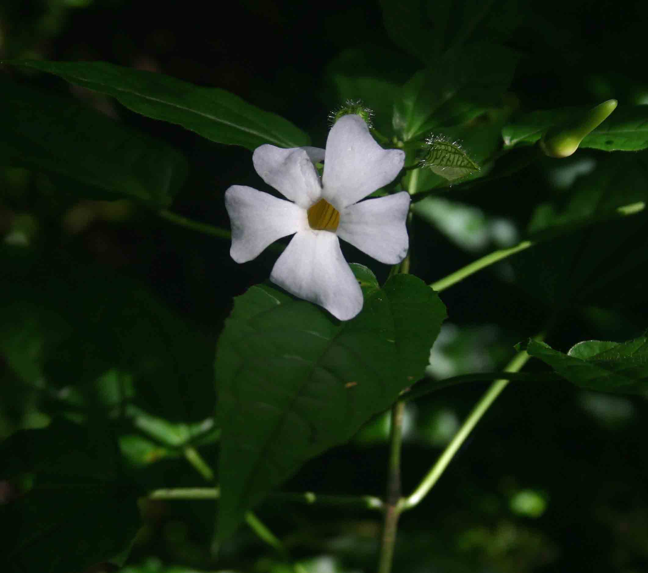 Thunbergia usambarica