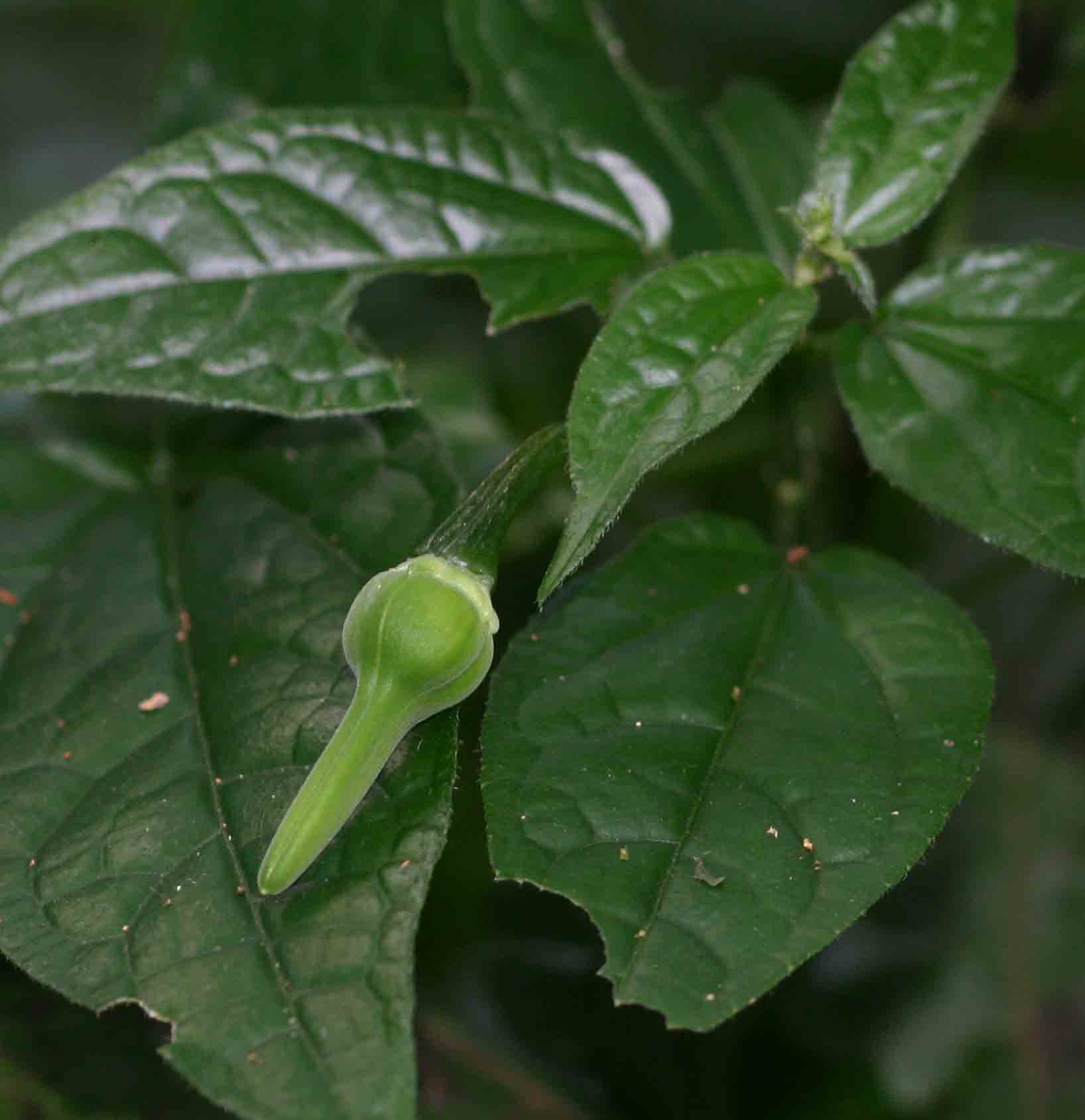 Thunbergia usambarica