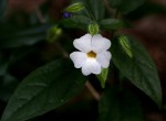 Thunbergia usambarica