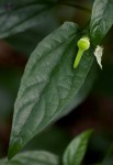 Thunbergia usambarica