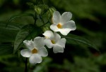 Thunbergia usambarica