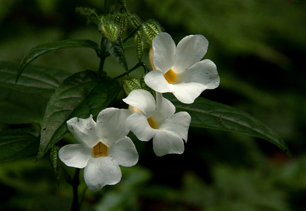 Thunbergia usambarica