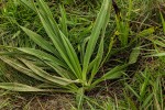 Hypoxis polystachya