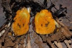Hypoxis polystachya