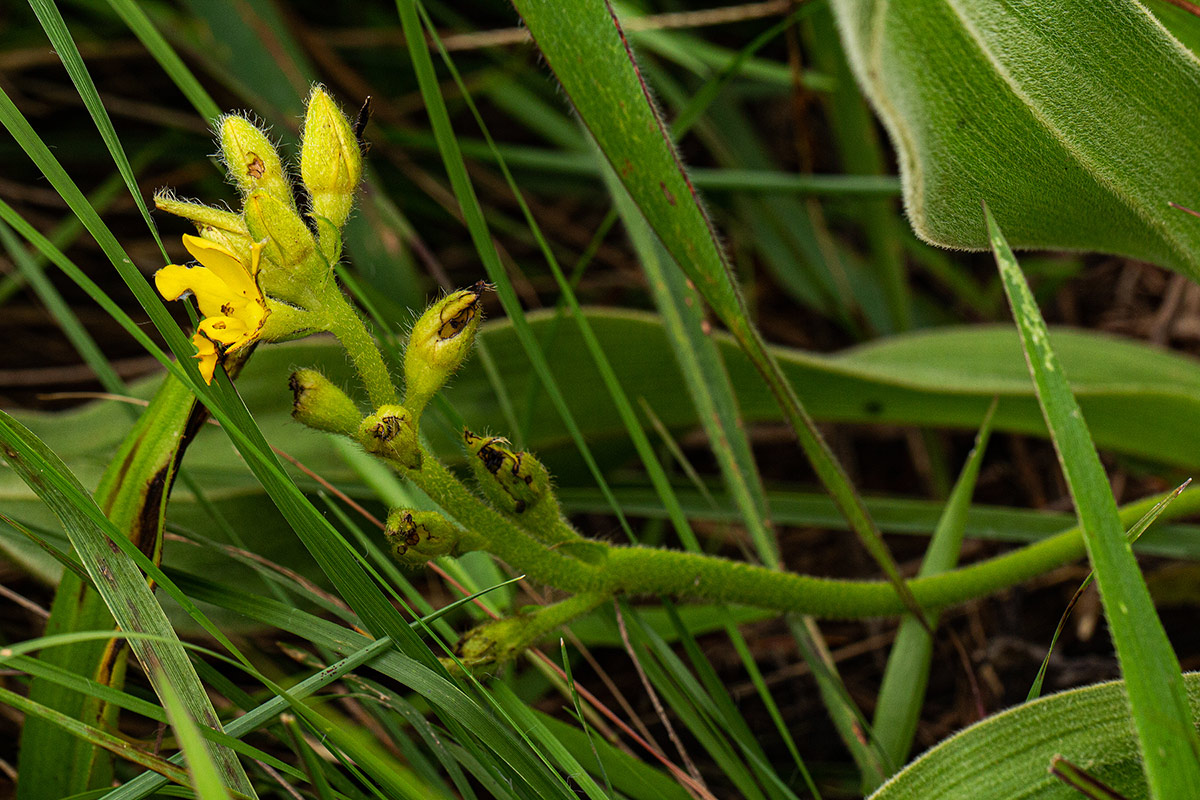 Hypoxis polystachya