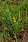 Hypoxis polystachya