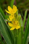 Hypoxis polystachya