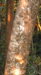 Pycnanthus angolensis subsp. schweinfurthii