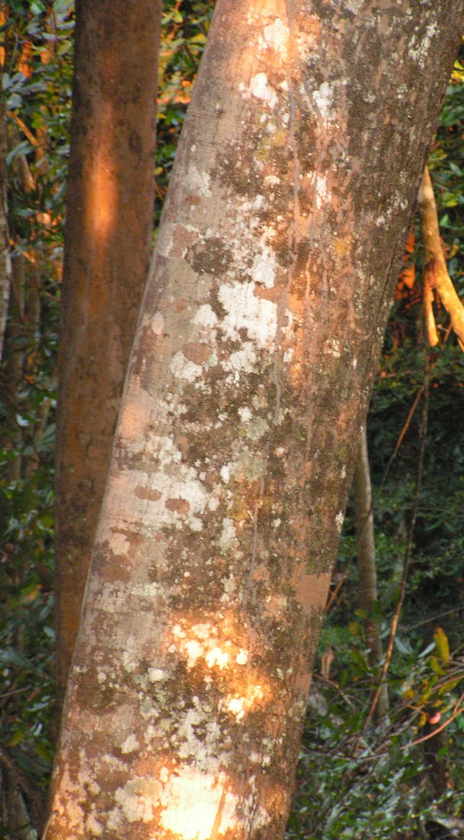 Pycnanthus angolensis subsp. schweinfurthii
