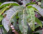 Pycnanthus angolensis subsp. schweinfurthii