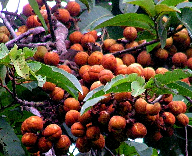 Pycnanthus angolensis subsp. schweinfurthii