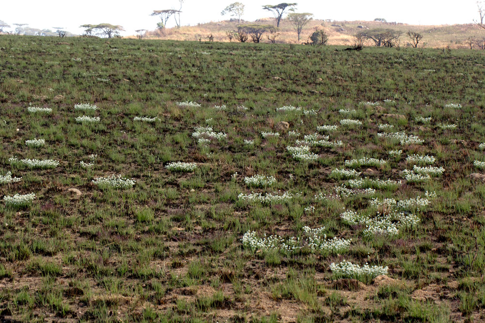 Cyperus nduru