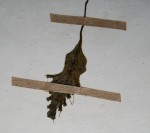 Didymoglossum erosum