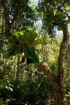Platycerium elephantotis
