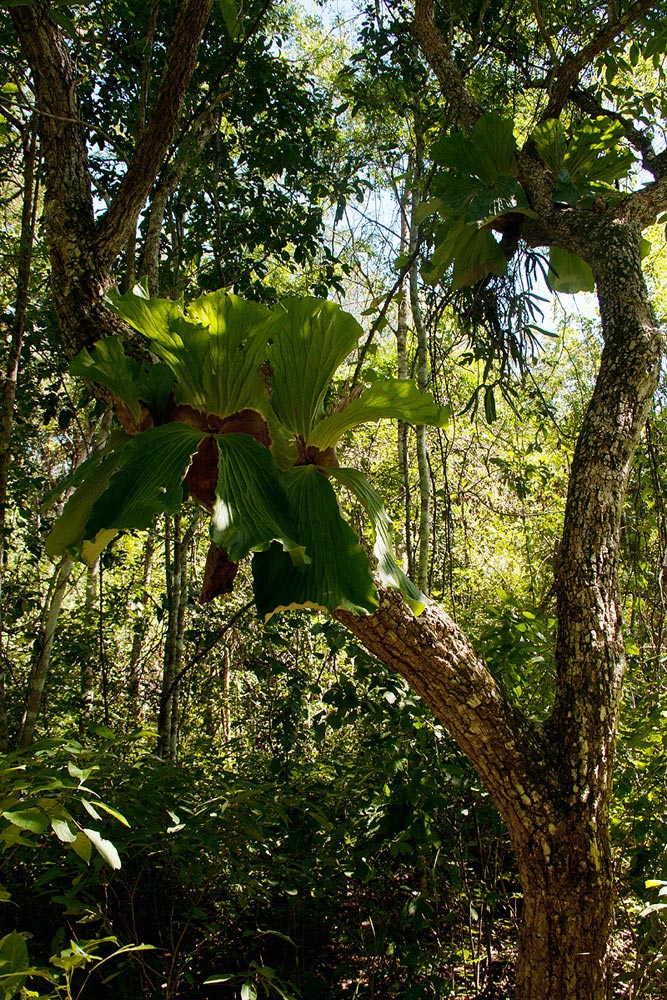 Platycerium elephantotis