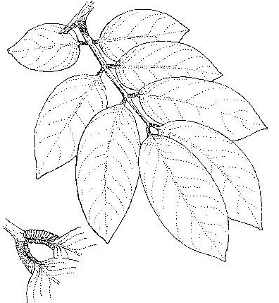 Berlinia giorgii