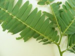 Brachystegia wangermeeana