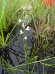 Brachycorythis friesii