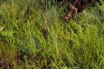 Panicum chionachne