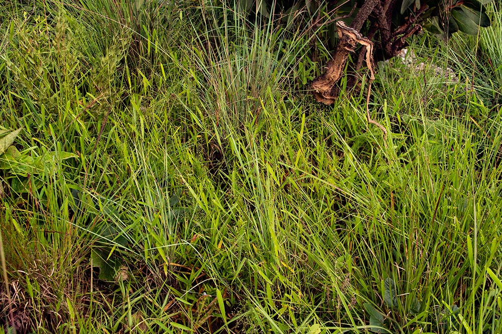 Panicum chionachne