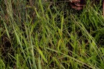 Panicum chionachne