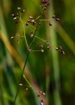 Panicum chionachne