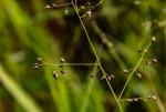 Panicum chionachne
