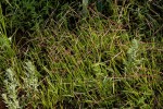 Digitaria complanata