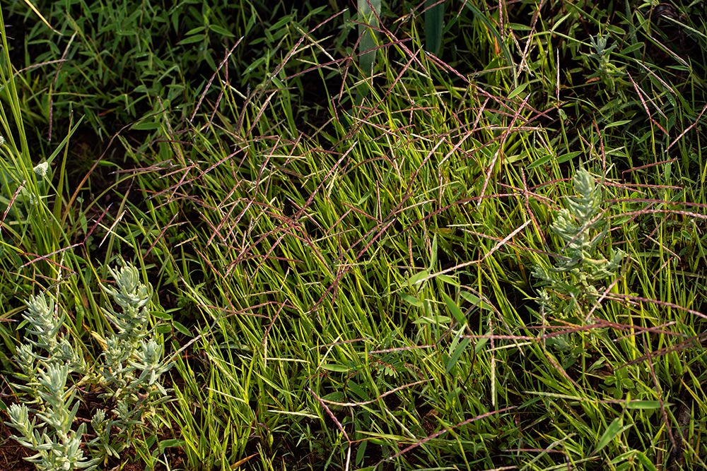Digitaria complanata