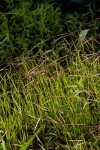 Digitaria complanata