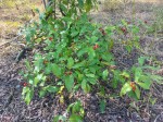 Psychotria heterosticta var. heterosticta