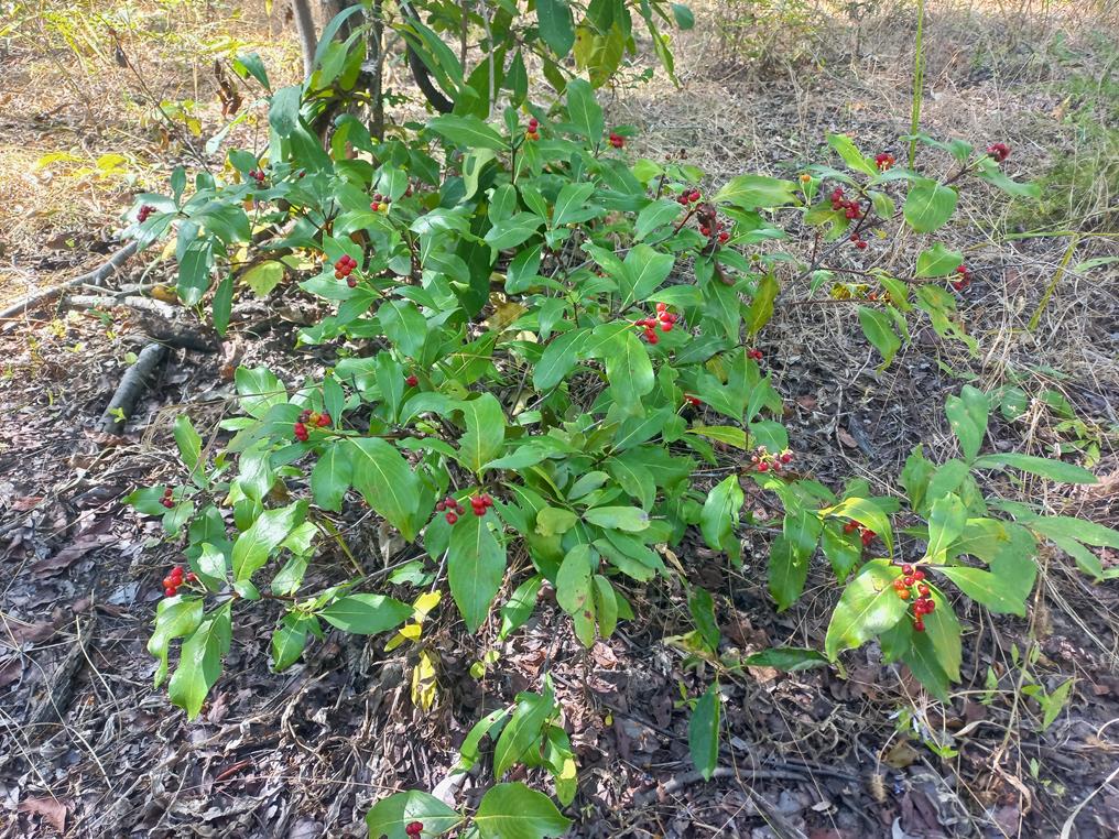 Psychotria heterosticta var. heterosticta