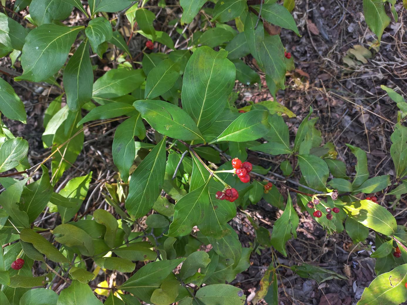 Psychotria heterosticta var. heterosticta