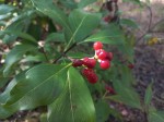 Psychotria heterosticta var. heterosticta