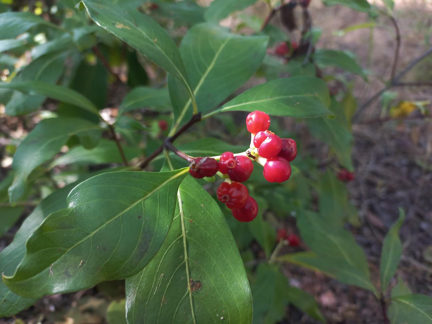 Psychotria heterosticta var. heterosticta