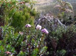 Hedythyrsus thamnoideus