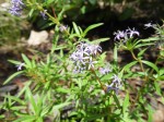 Otiophora caerulea