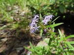 Otiophora caerulea