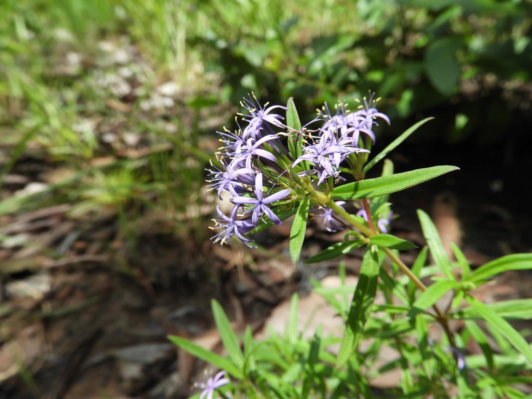 Otiophora caerulea