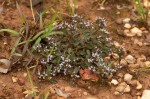 Otiophora villicaulis var. villicaulis